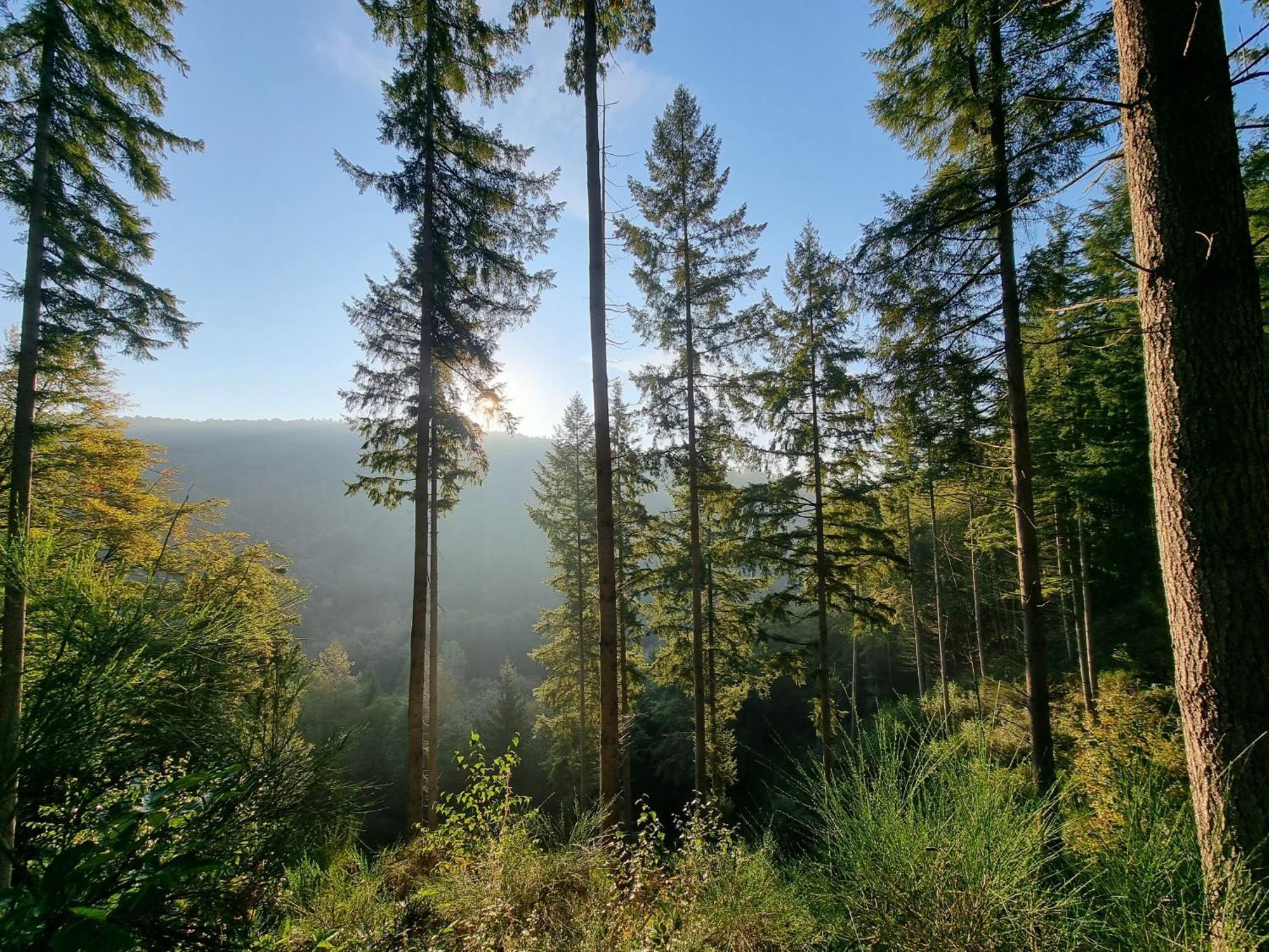 Pfalztraum Fewo'S Bruchweiler-Barenbach Bagian luar foto